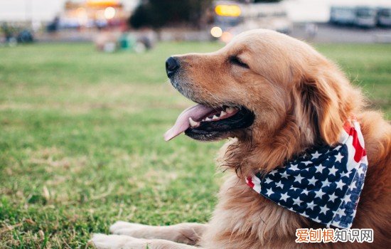 金毛后腿无力站起来困难是什么病啊 金毛后腿无力站起来困难是什么病