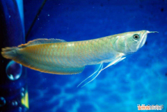 银龙鱼饲养技巧 银龙鱼饲养条件和要求