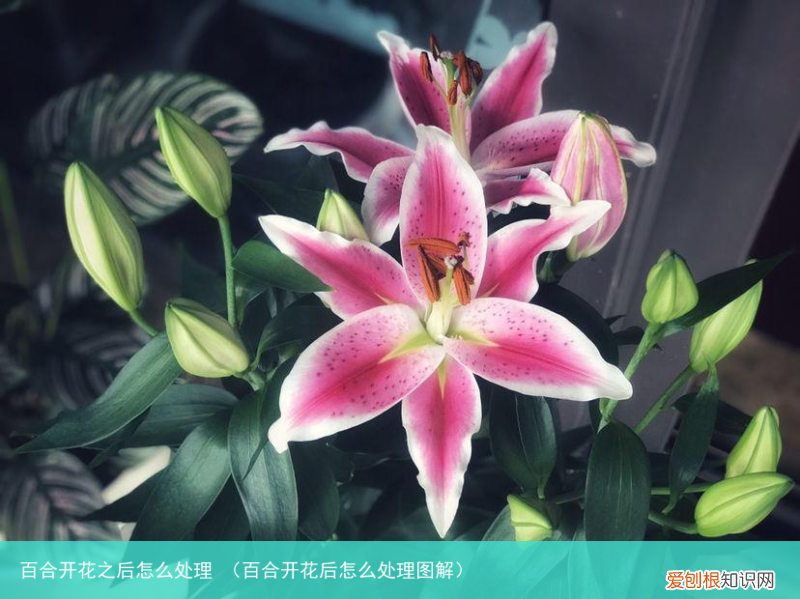 百合开花后怎么处理图解 百合开花之后怎么处理