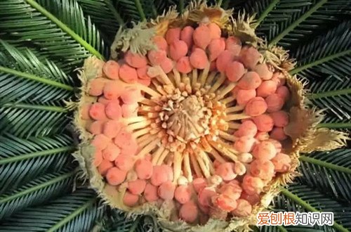 铁树种子怎么催芽 铁树种子怎么种植？播种前种子一定要先处理，不然会影响发芽！