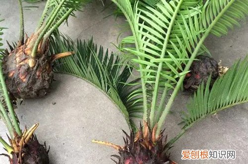 铁树种子怎么催芽 铁树种子怎么种植？播种前种子一定要先处理，不然会影响发芽！