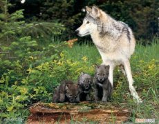 狼的优点带给我们的启示 狼的优点和缺点是什么