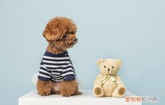 打狂犬疫苗为什么打三次 犬疫苗为什么要打三次