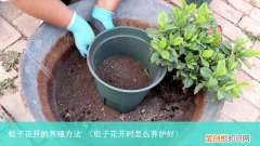 栀子花开时怎么养护好 栀子花开的养殖方法