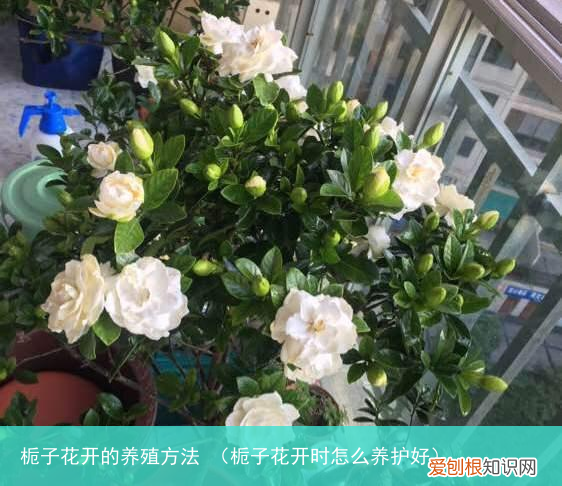 栀子花开时怎么养护好 栀子花开的养殖方法