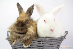 养兔子有什么危险 养兔会带来什么运气