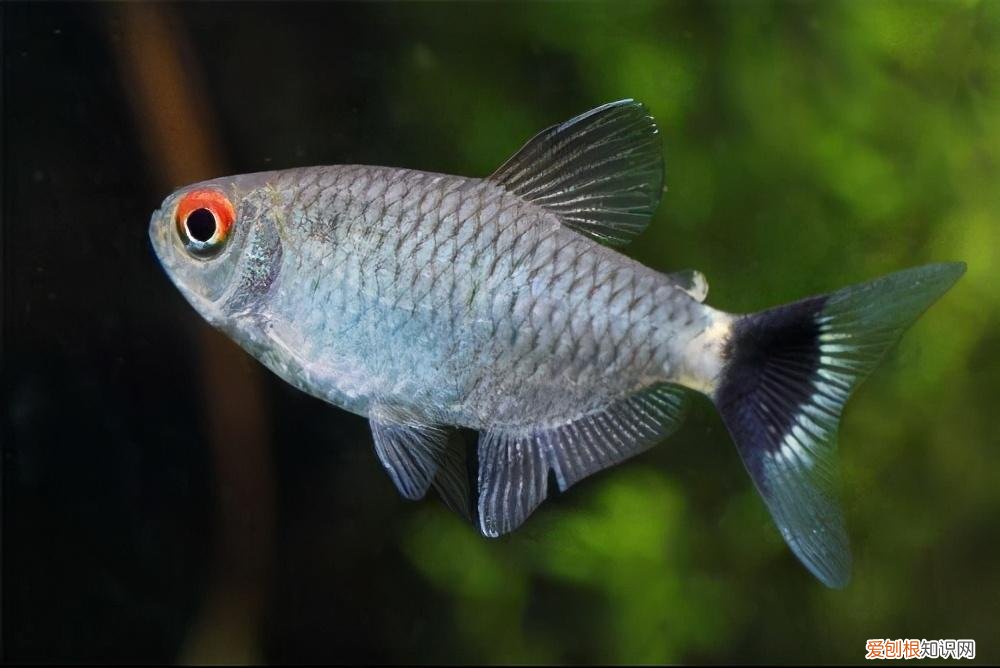 什么水草对光照要求低 什么水草对灯光要求比较低一点