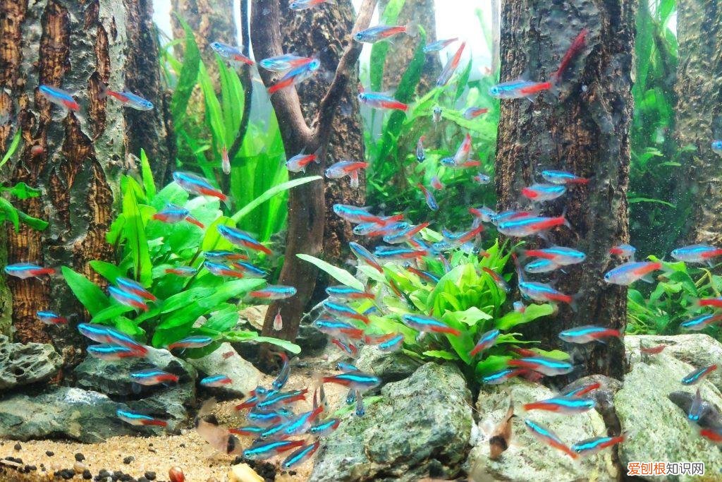 什么水草对光照要求低 什么水草对灯光要求比较低一点