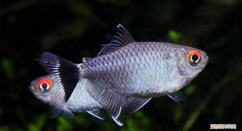 什么水草对光照要求低 什么水草对灯光要求比较低一点