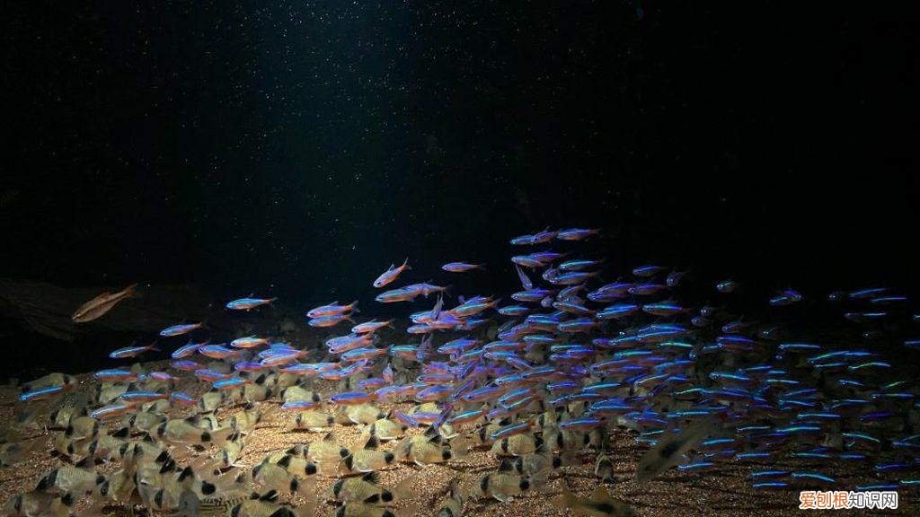 什么水草对光照要求低 什么水草对灯光要求比较低一点