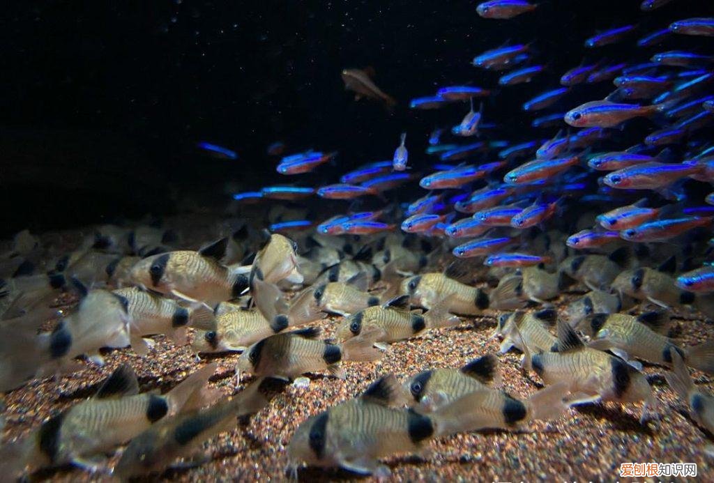 什么水草对光照要求低 什么水草对灯光要求比较低一点