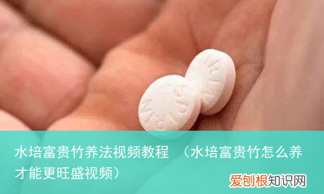 水培富贵竹怎么养才能更旺盛视频 水培富贵竹养法视频教程