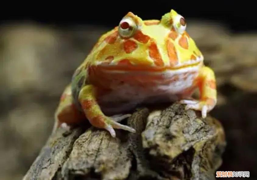 角蛙怎么养?角蛙新手入门饲养教程|爬虫品种 角蛙最简单的饲养环境