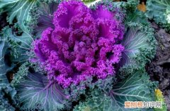 羽衣甘蓝北方能过冬吗种植方法和注意事项 羽衣甘蓝冬天怎么养？能在室外过冬吗？