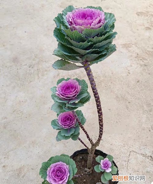 羽衣甘蓝北方能过冬吗种植方法和注意事项 羽衣甘蓝冬天怎么养?能在室外过冬吗?