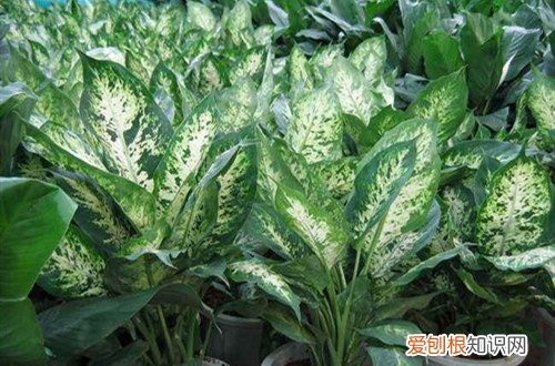 广东万年青叶子下垂怎么办 万年青叶子老是下垂，该怎弄呢？