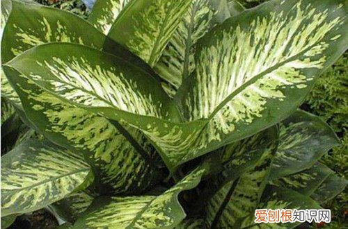 广东万年青叶子下垂怎么办 万年青叶子老是下垂，该怎弄呢？