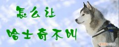 怎么让哈士奇不叫，怎么让哈士奇不乱叫
