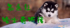 怎么让哈士奇听话，哈士奇不听话怎么训练