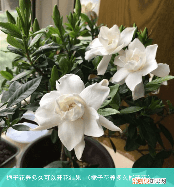 栀子花养多久能开花 栀子花养多久可以开花结果