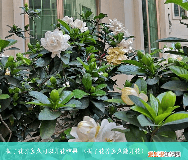 栀子花养多久能开花 栀子花养多久可以开花结果
