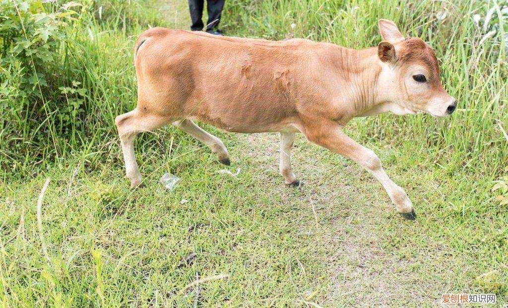 犊牛眼瞎原因 牛犊后天眼睛瞎怎么治疗