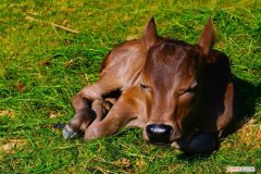 犊牛眼瞎原因 牛犊后天眼睛瞎怎么治疗