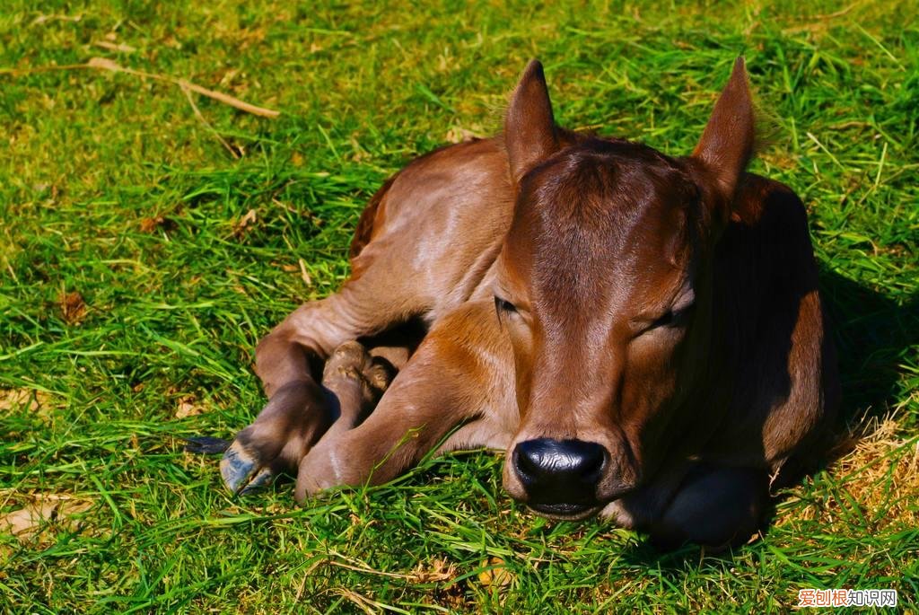 犊牛眼瞎原因 牛犊后天眼睛瞎怎么治疗