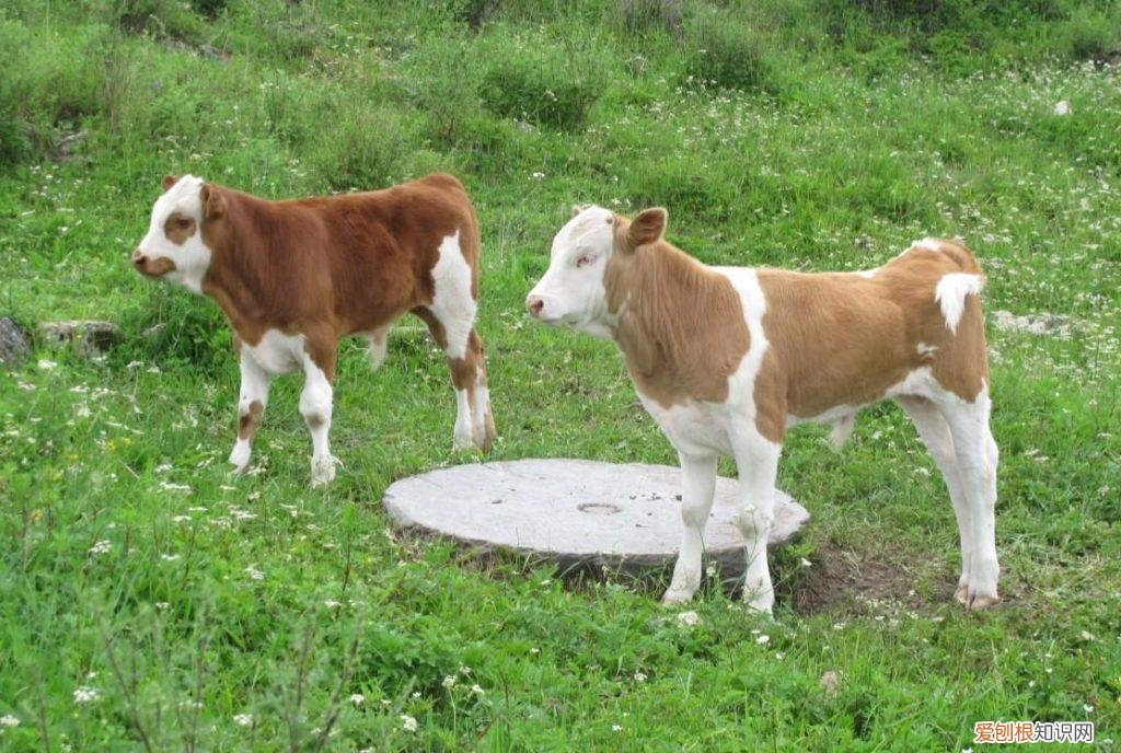 犊牛眼瞎原因 牛犊后天眼睛瞎怎么治疗