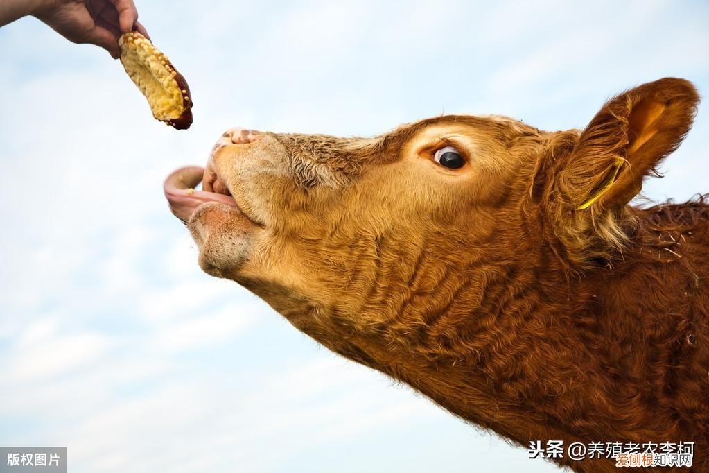 牛红眼病会自愈吗 牛得红眼病会死吗