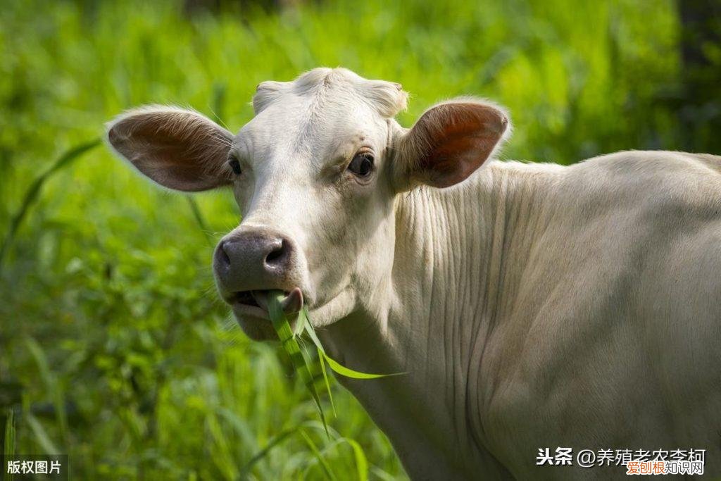 牛红眼病会自愈吗 牛得红眼病会死吗