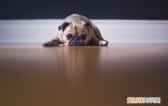 狗狗有点拉肚子怎么回事 狗狗有点拉肚子怎么办