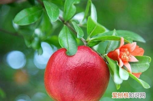 石榴树叶子枯萎了怎么救 石榴树叶子枯萎了，还能救活吗？