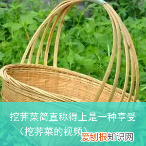 挖荠菜的视频 挖荠菜简直称得上是一种享受