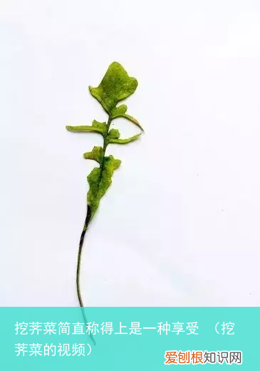 挖荠菜的视频 挖荠菜简直称得上是一种享受