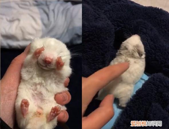 仓鼠身体发硬是死了么 仓鼠浑身发硬