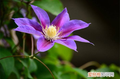 铁线莲能开多长时间花 铁线莲养多久能开花?如何让铁线莲多开花?