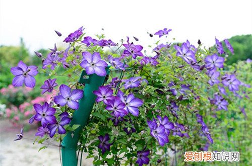 铁线莲能开多长时间花 铁线莲养多久能开花?如何让铁线莲多开花?