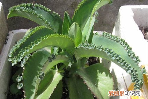 落地生根会开花吗什么时候开花 落地生根的花期是什么时候？如何促使落地生根开花