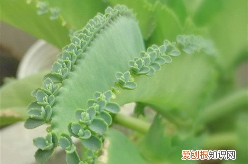 落地生根会开花吗什么时候开花 落地生根的花期是什么时候？如何促使落地生根开花