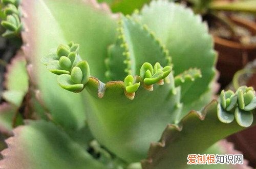 落地生根会开花吗什么时候开花 落地生根的花期是什么时候？如何促使落地生根开花