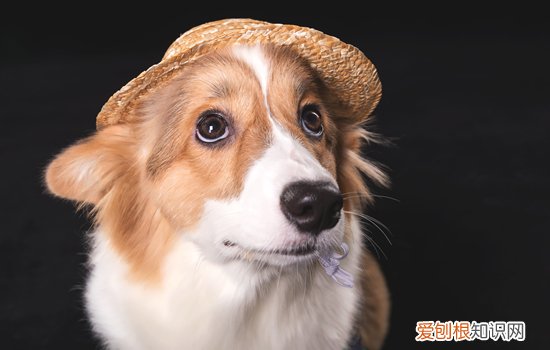 柯基犬变色过程 三色柯基变色过程