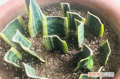 虎皮兰的扦插方法和注意事项大全 虎皮兰怎么扦插，方法很简单，大家可以试试这几种方法！