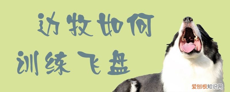 边牧如何训练飞盘，边牧训练飞盘视频教程
