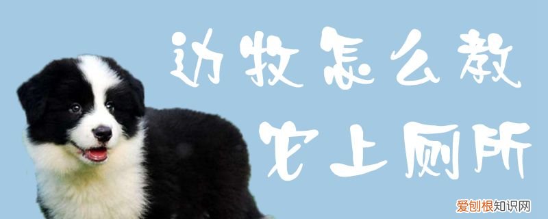 边牧怎么教它上厕所