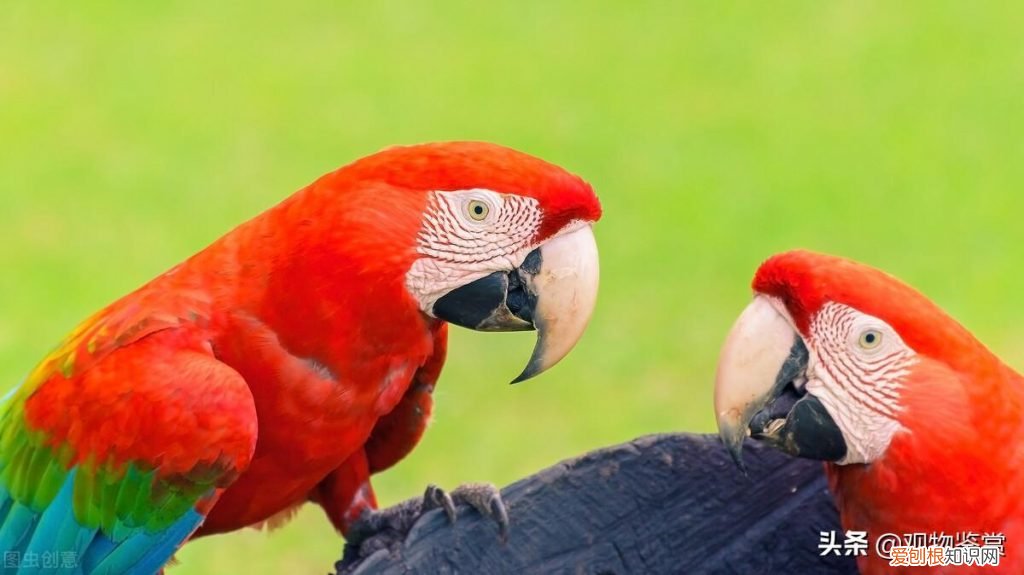 鹦鹉可以吃啥水果 鹦鹉吃些什么蔬菜水果?