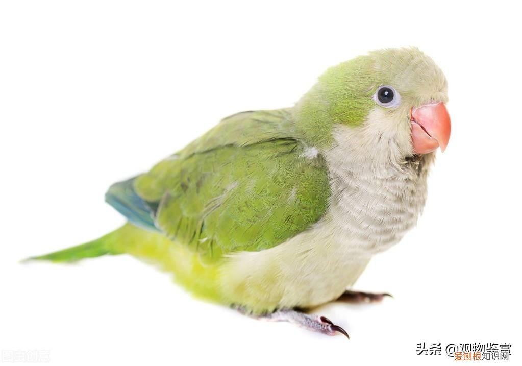 鹦鹉可以吃啥水果 鹦鹉吃些什么蔬菜水果?