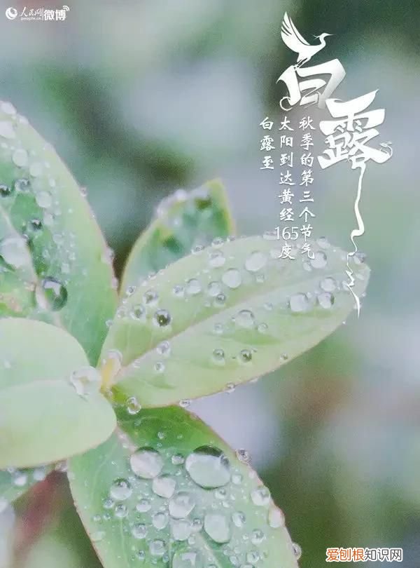 白露什么意思啊? 白露是什么季节,是几月几日