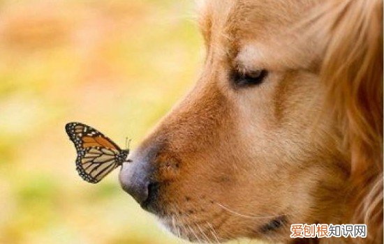 狗狗呕吐物是黄色泡沫 狗呕吐黄颜色泡沫代表什么