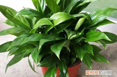 一帆风顺为什么不开花了 一帆风顺总是不开花，哪里出了问题？